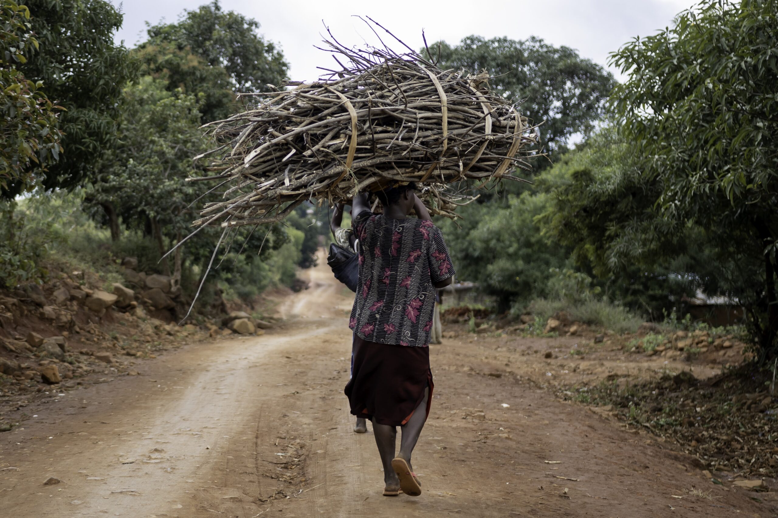 A woman walking away from the camera balancing a load of branches on her head