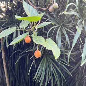 2 Mango Trees