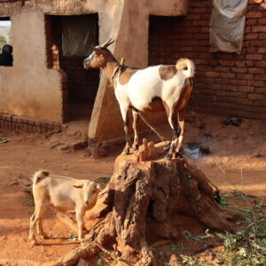 Goat in Uganda and Malawi