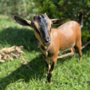 Goat in South Asia