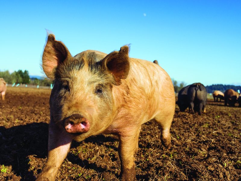 W_PIG_steven-weeks-w_cSBsncdzg-unsplash (1)