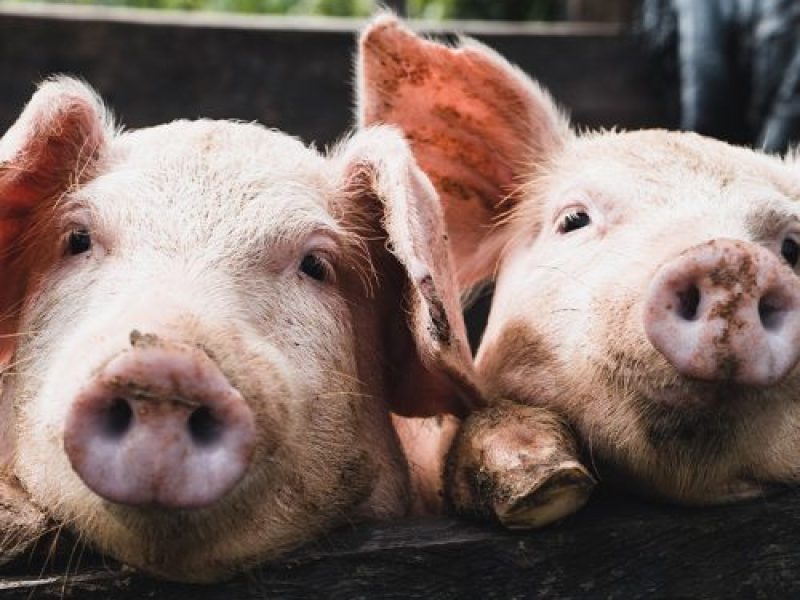 W_Pigs2-500x500