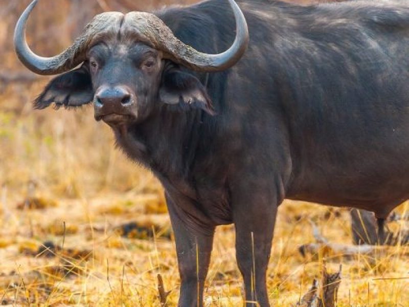 W_WaterBuffalo_1-e1667189558210-500x500